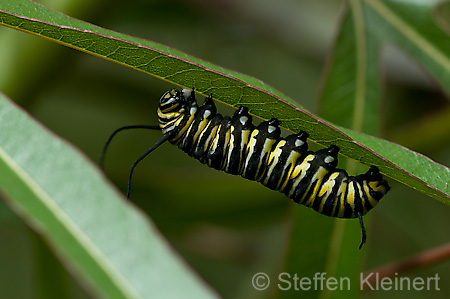 287 Schmetterlings-Raupen